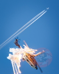  MG 0449 Super Puma display