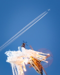  MG 0450 Super Puma display